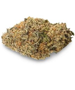 Opa Lila/Granddaddy Purple