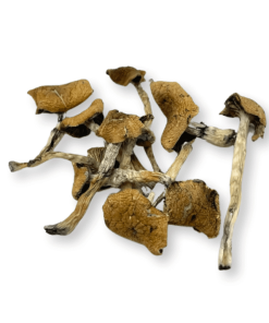 Escondido Zauberpilze