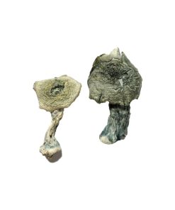 Albino-Kambodschaner Zauberpilze