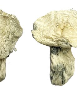 Albino Zilla Zauberpilze