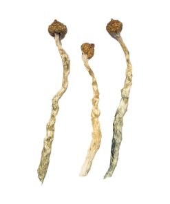 Arenal-Vulkan-Zauberpilze