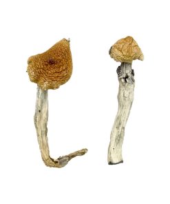 Aztekengott-Zauberpilze