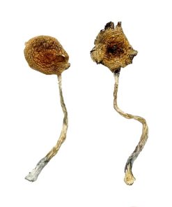 Verbot der thurianischen Zauberpilze