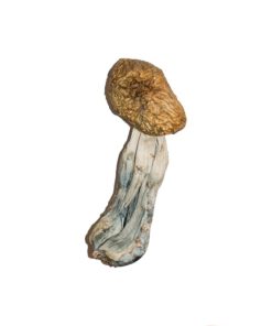 Große mexikanische Zauberpilze