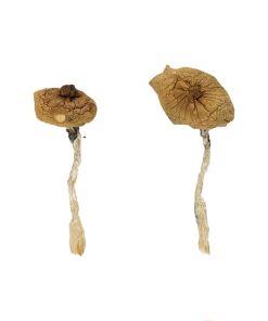 Blaue Magnolienrost-Zauberpilze