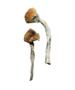 Jedi Mind Fuck Zauberpilze kaufen