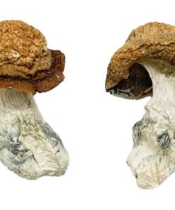 Makilla Gorilla Zauberpilze kaufen