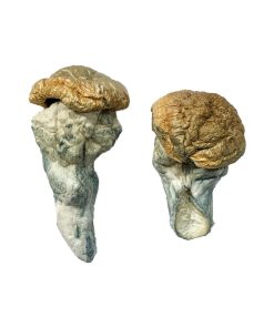 Kaufen Sie mysteriöse fette Zauberpilze