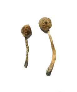 Rusty Whyte Zauberpilze kaufen