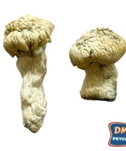 Shakti (Albino Malabar) Zauberpilze kaufen