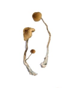 Syzygy Zauberpilze kaufen