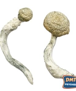 Thrasher Zauberpilze kaufen