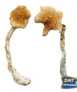 Blaue Zauberpilze aus Costa Rica