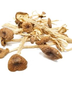 Psilocybe Mexicana Pilze